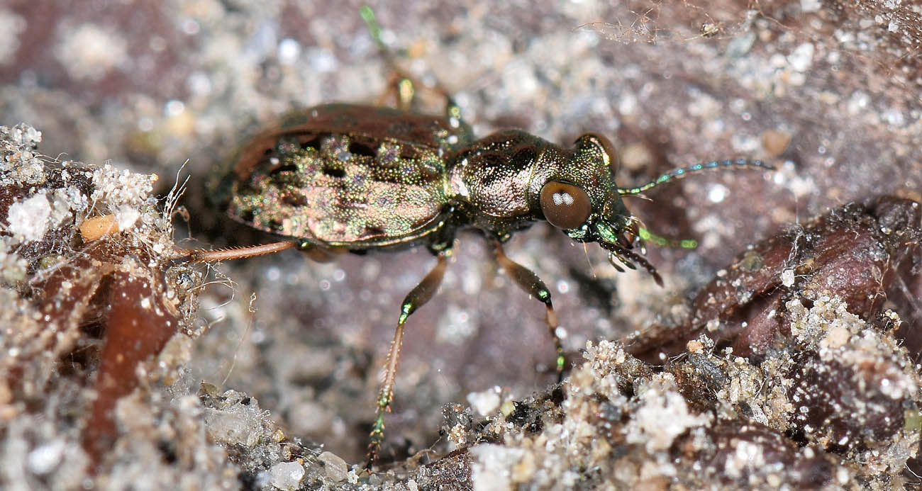 Avigliana, Lungo Dora: Carabidae lungo il fiume.